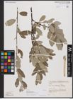 Foto von Salix cantabrica Rech. f.